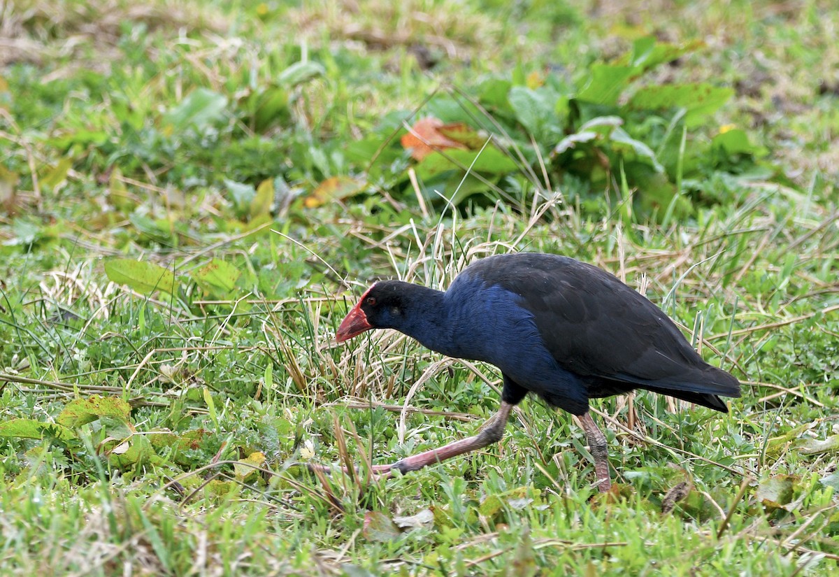 Australasian Swamphen - ML644421920