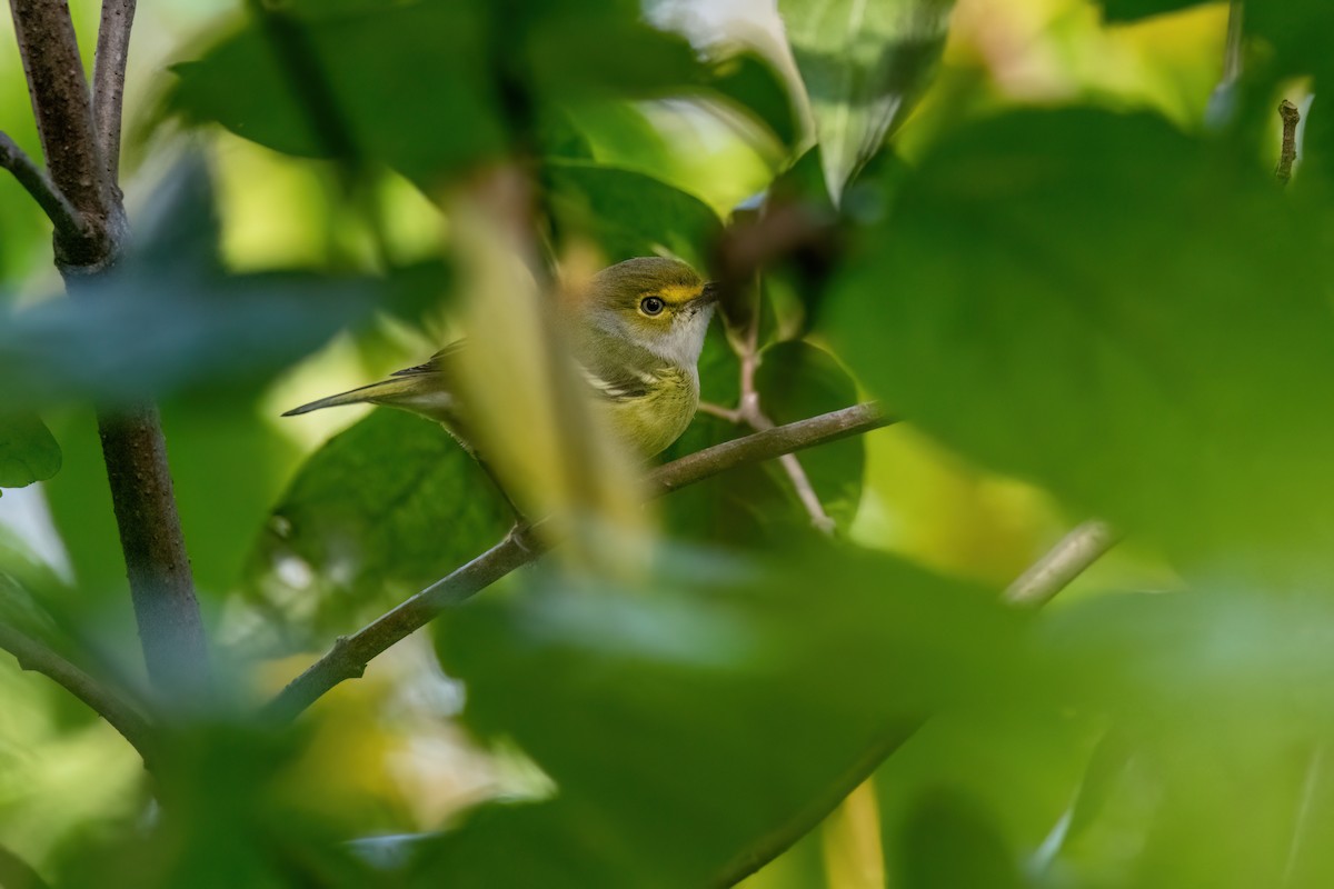 White-eyed Vireo - ML644421921