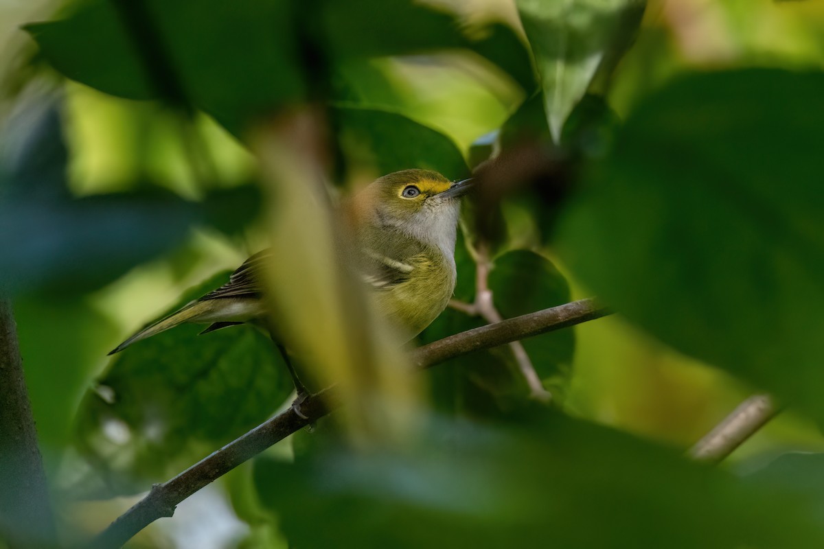 White-eyed Vireo - ML644421922