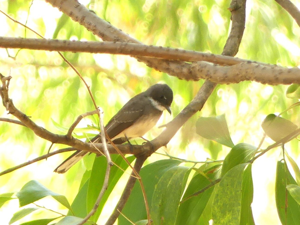Northern Fantail (Northern) - ML644421928