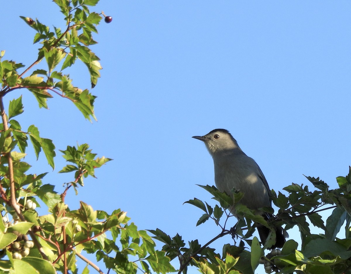 ימימן אמריקני - ML644421929