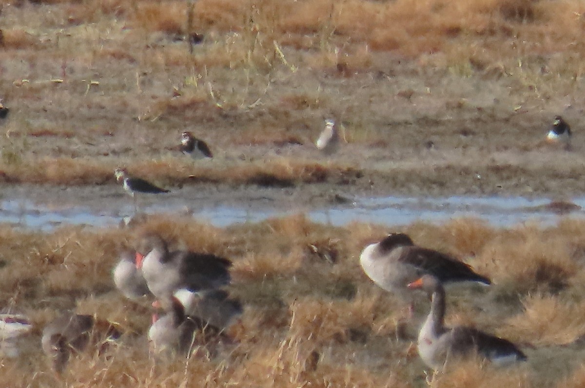 Vanneau sociable - ML644421932