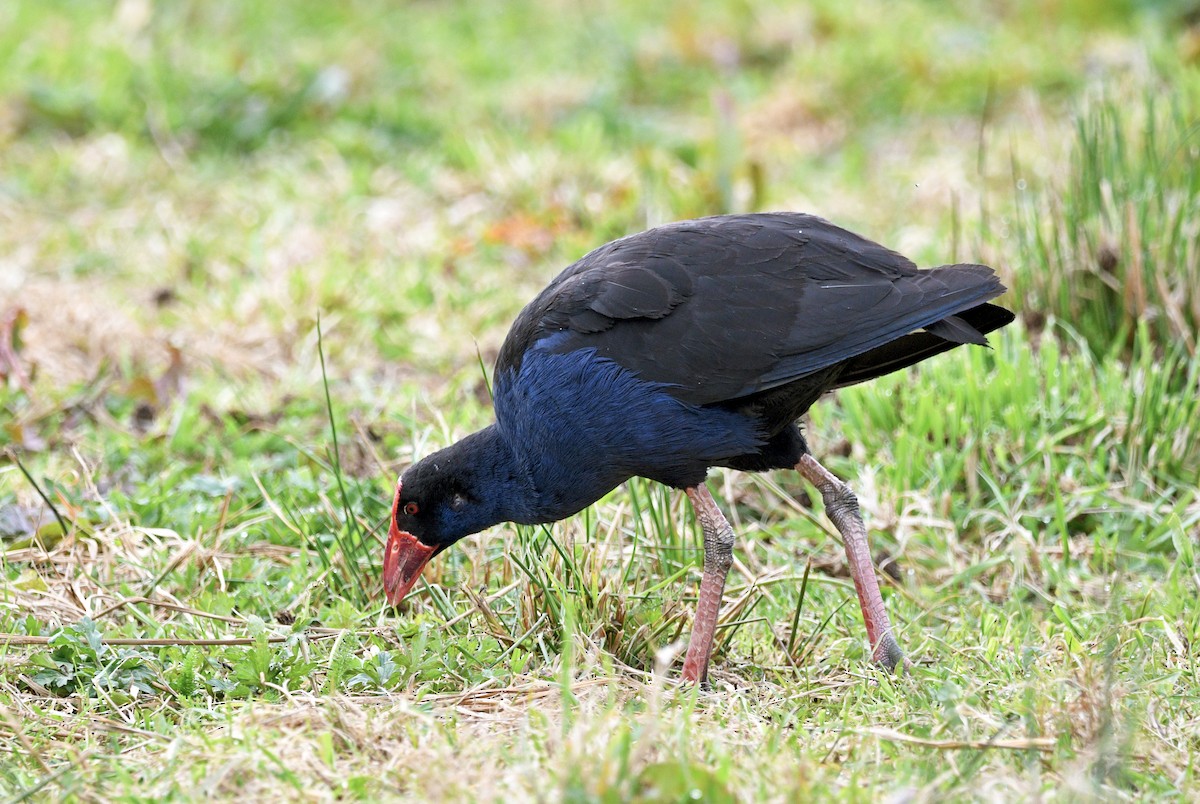 Australasian Swamphen - ML644421933