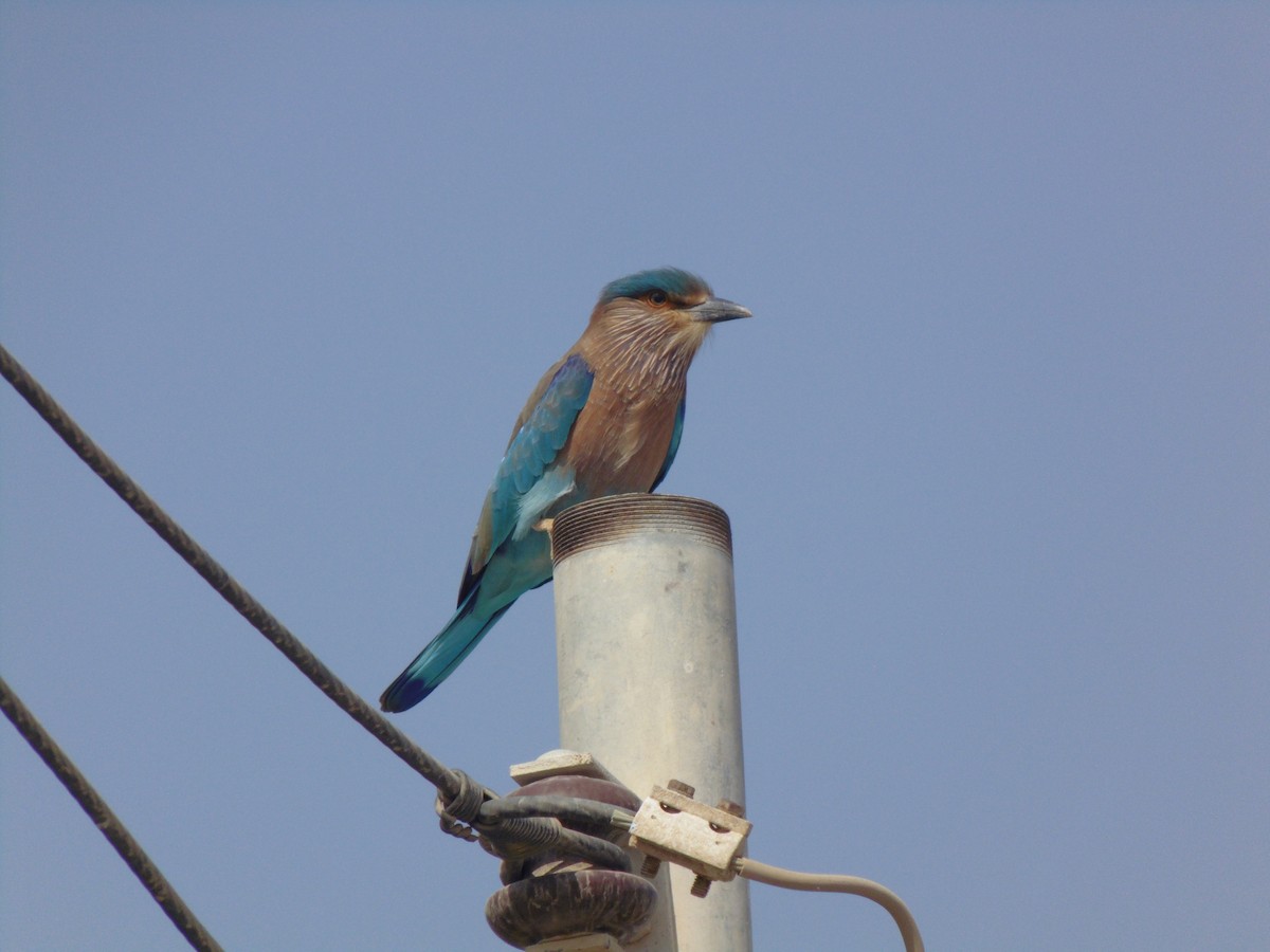 Indian Roller - ML644421934