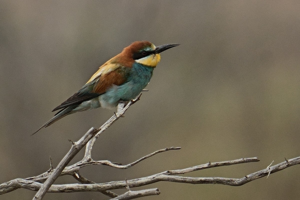 Золотистая щурка - ML644421941