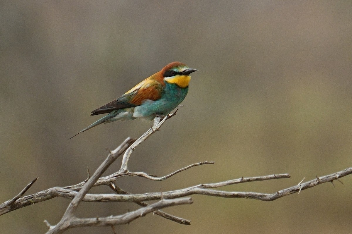 Золотистая щурка - ML644421942