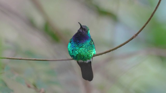 Santa Marta Sabrewing - ML644421951