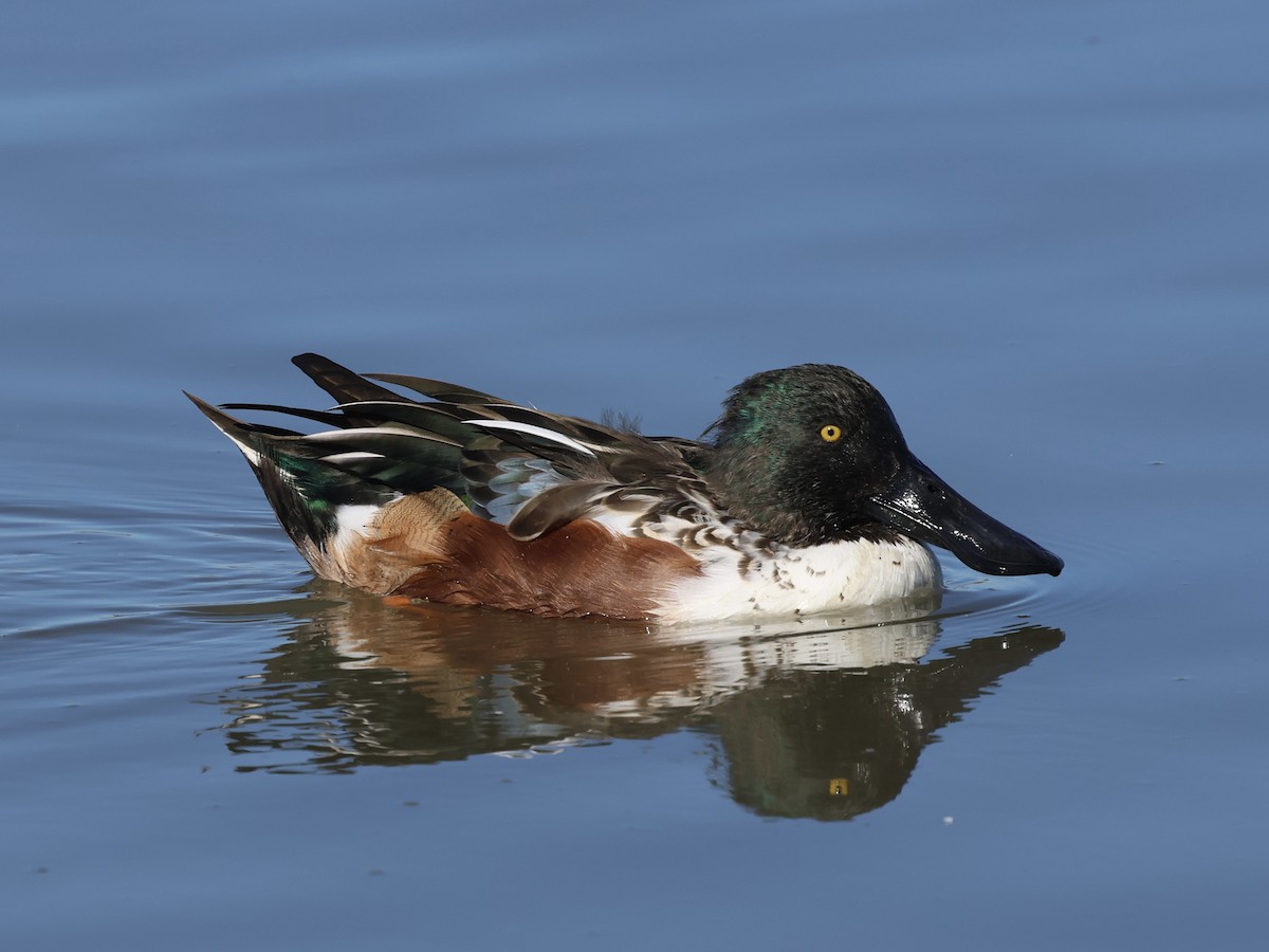 Northern Shoveler - ML644421954