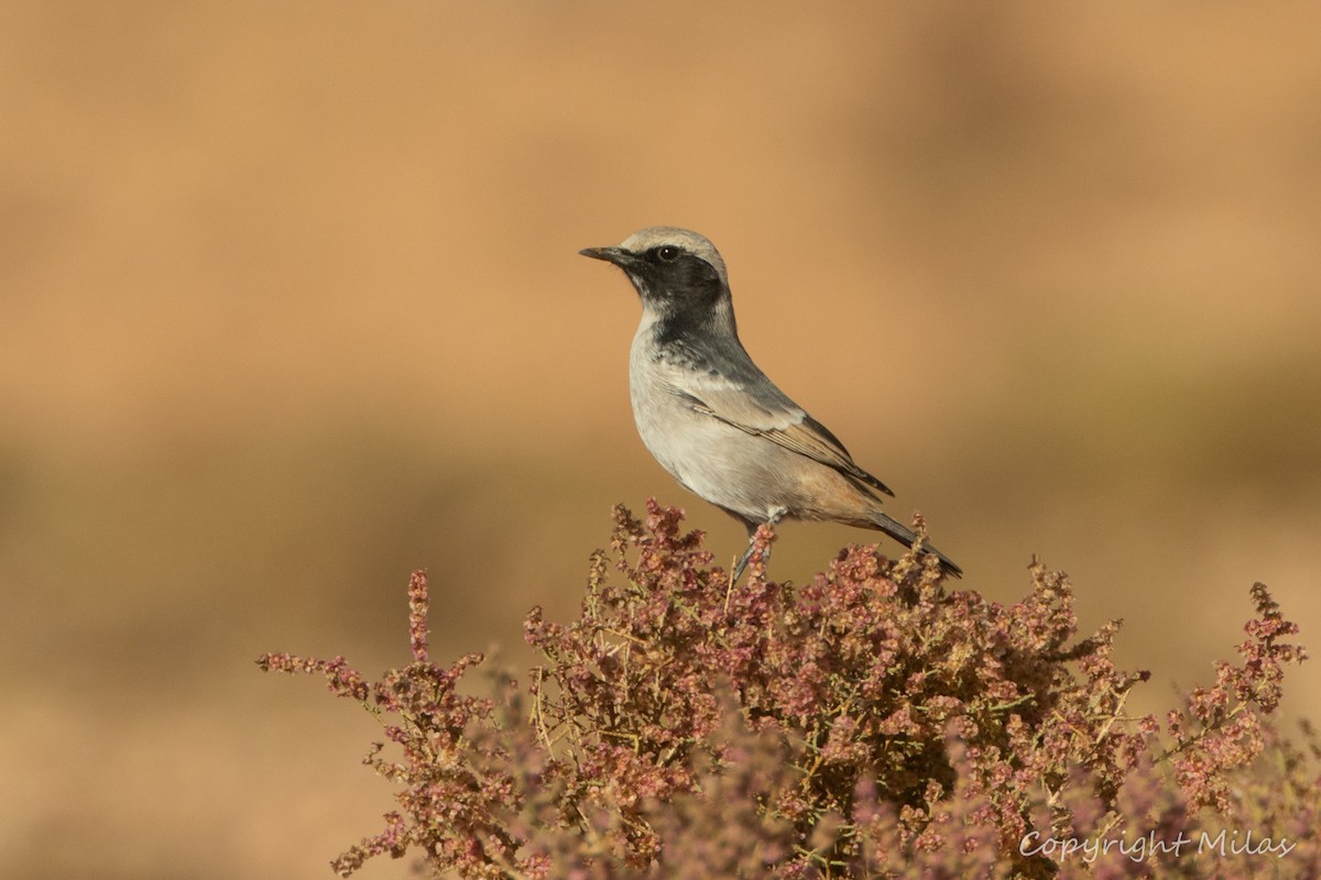Red-rumped Wheatear - ML644421960