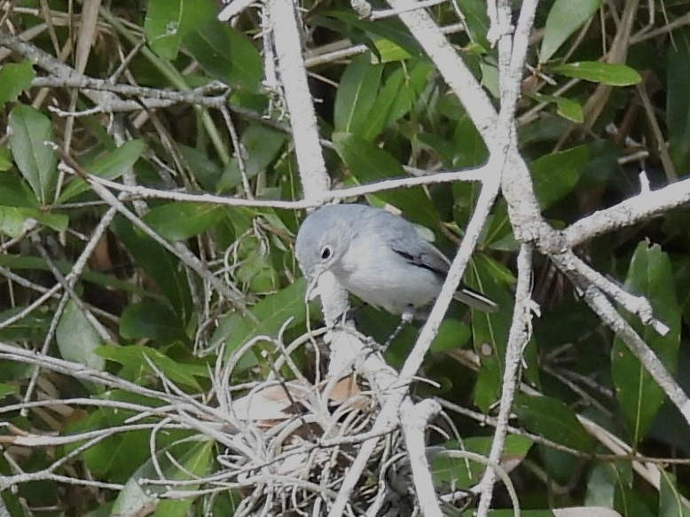 Blue-gray Gnatcatcher - ML644421970