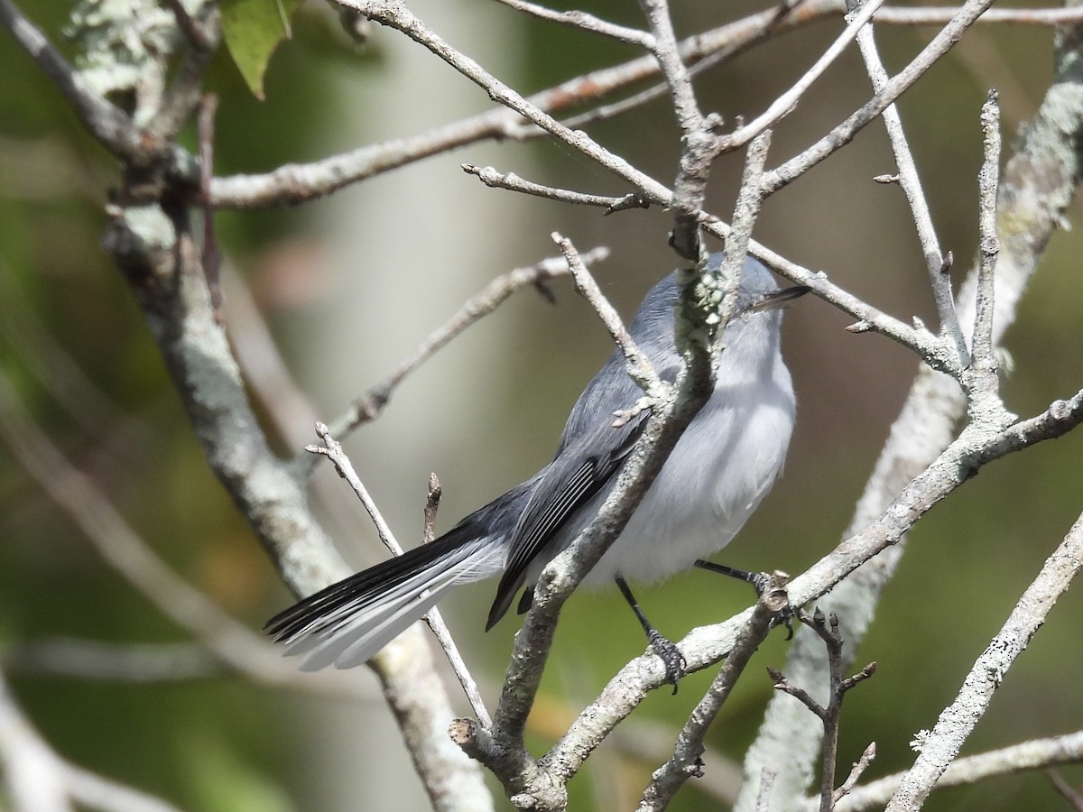 Blue-gray Gnatcatcher - ML644421971