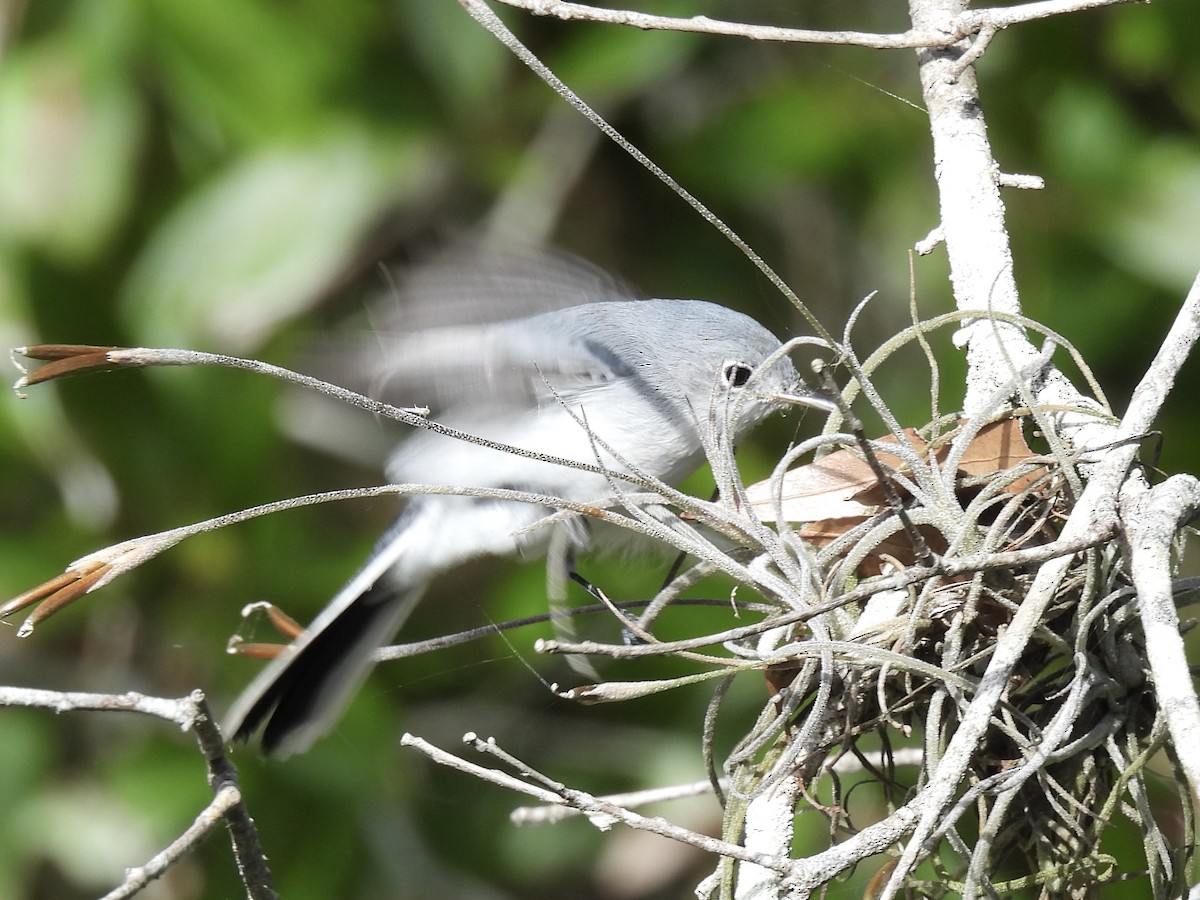 Blue-gray Gnatcatcher - ML644421972