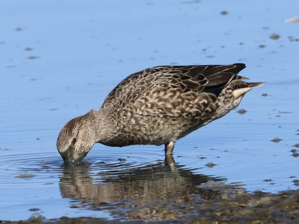 Green-winged Teal - ML644421973