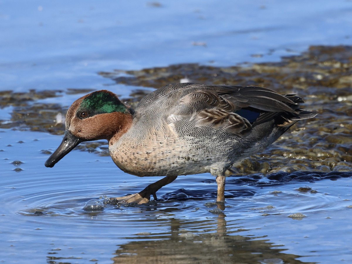 Green-winged Teal - ML644421974