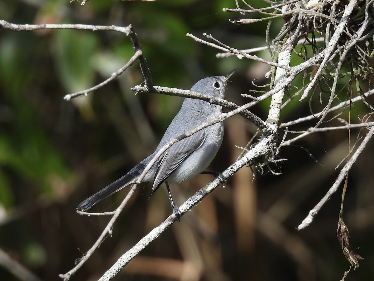 Blue-gray Gnatcatcher - ML644421975