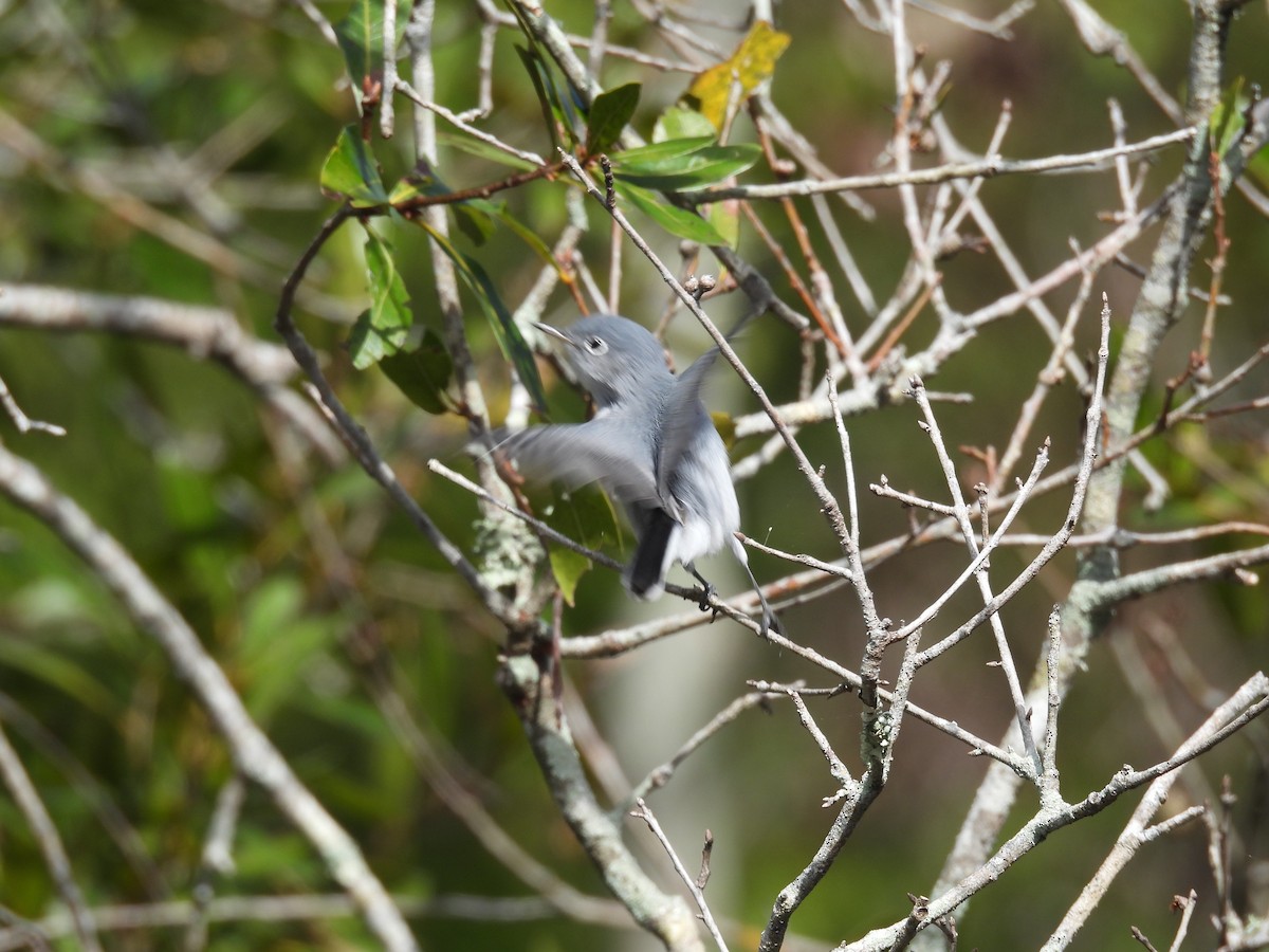 Blue-gray Gnatcatcher - ML644421976