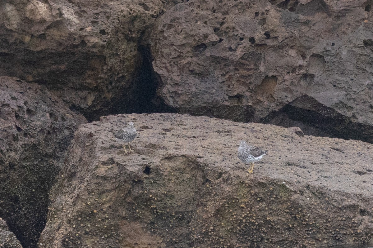 Surfbird - ML644421981