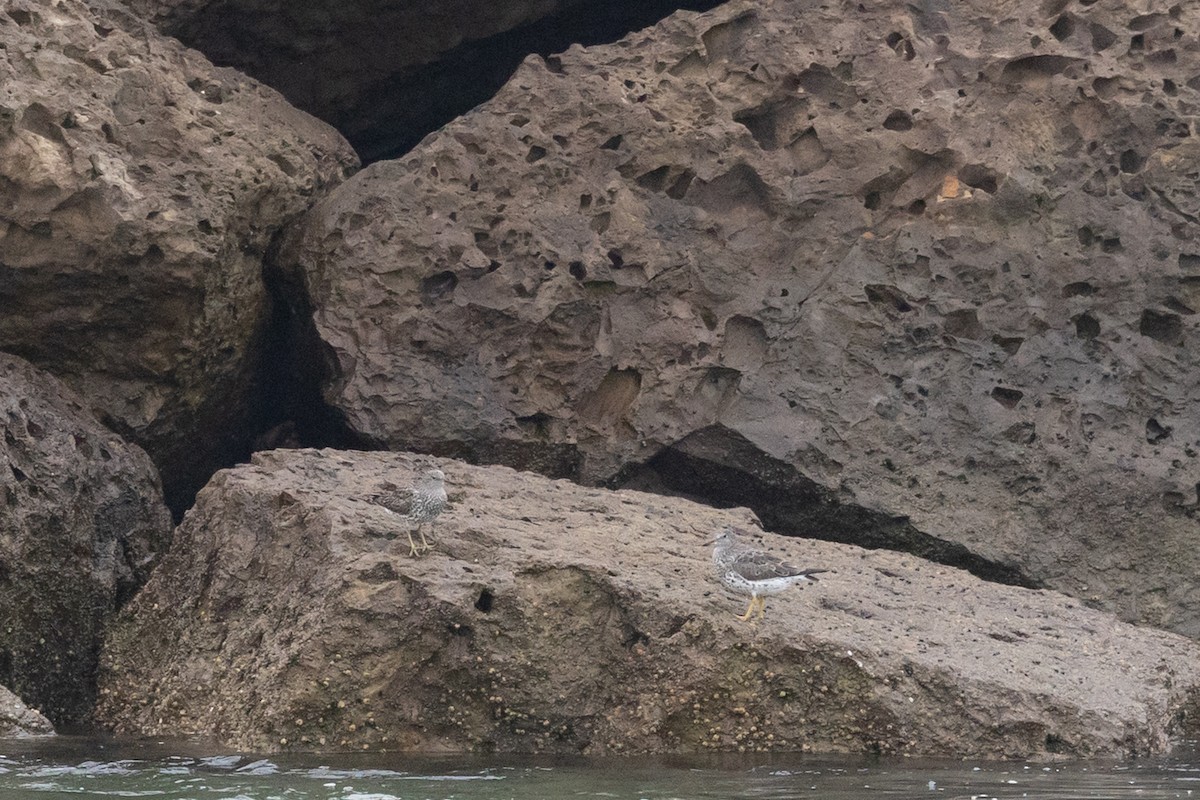 Surfbird - ML644421982