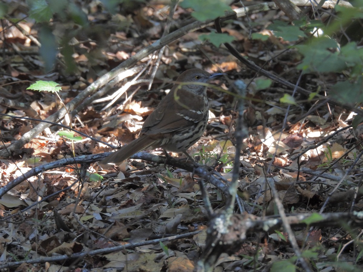 Brown Thrasher - ML644421985