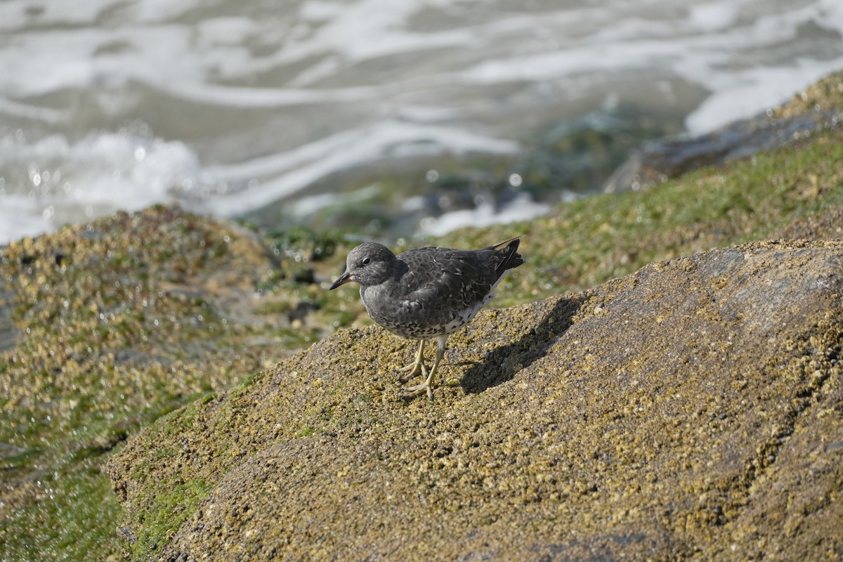 アライソシギ - ML644421991