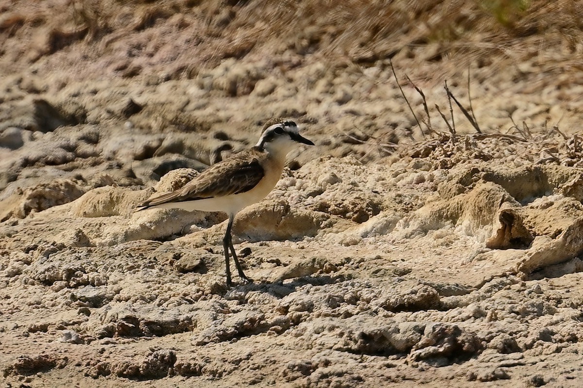 Chorlitejo Pecuario - ML644422008