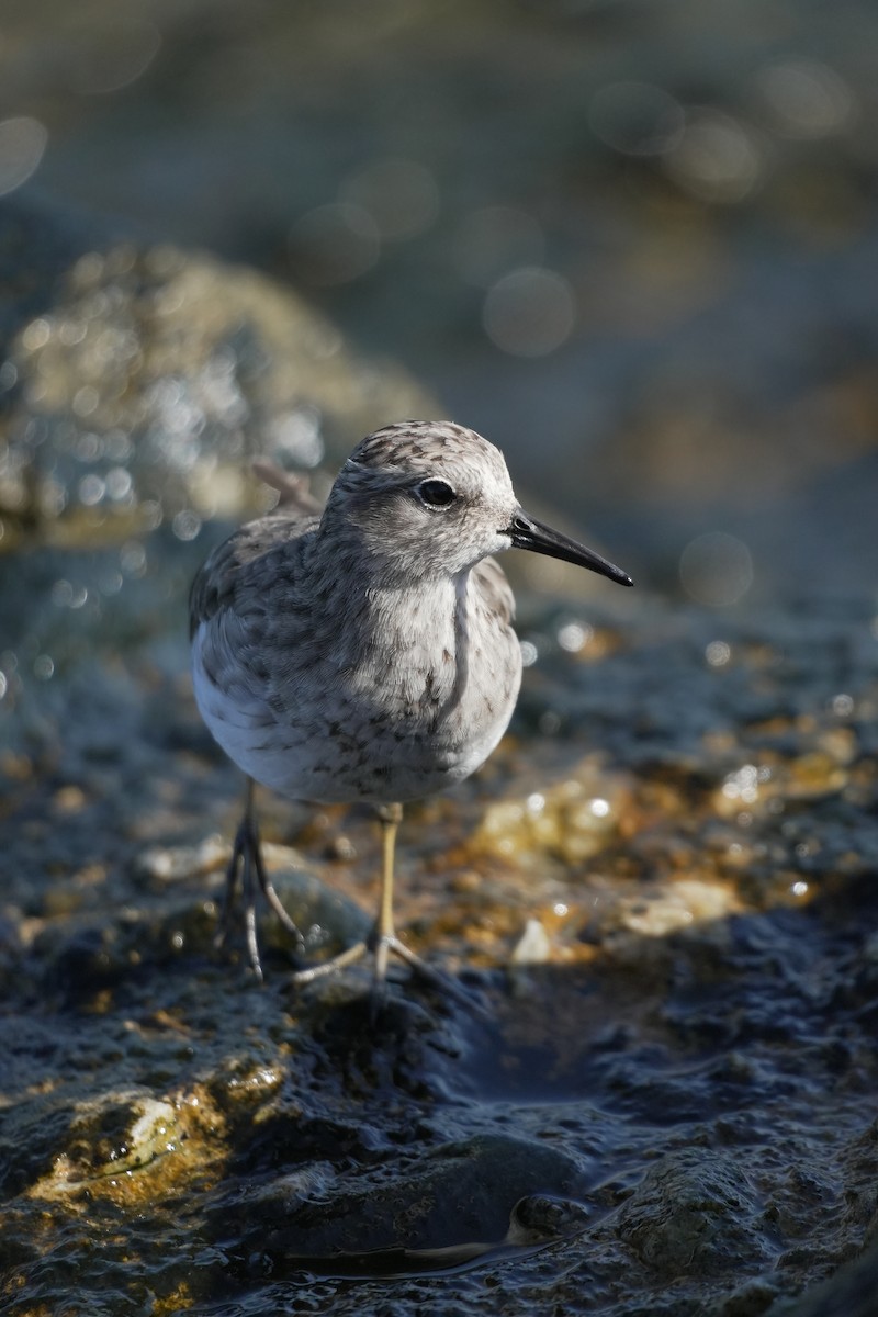 Least Sandpiper - ML644422015