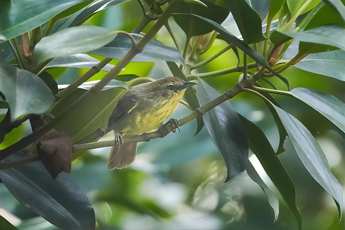 Timalie à gorge striée - ML644422017