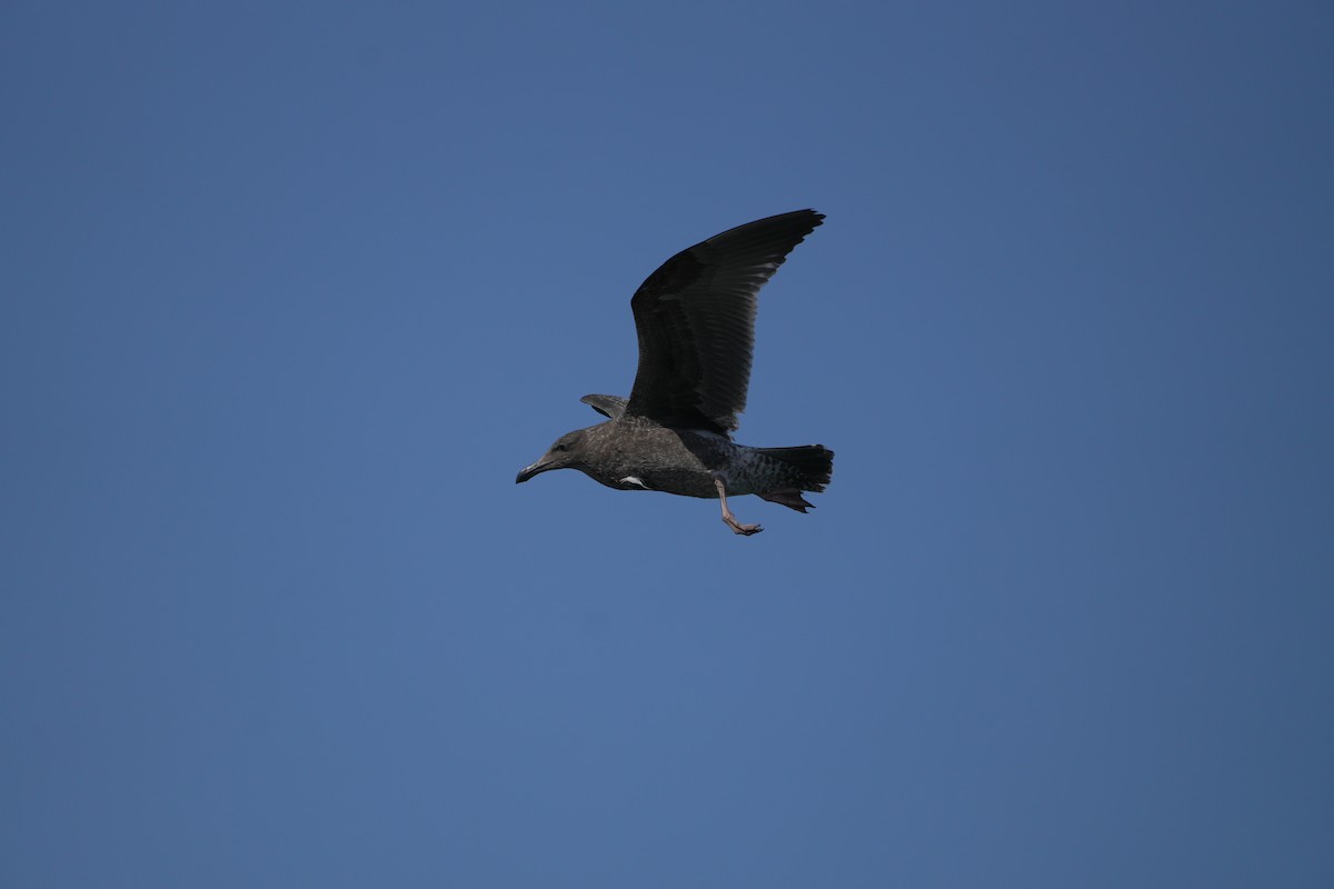 Westmöwe - ML644422021