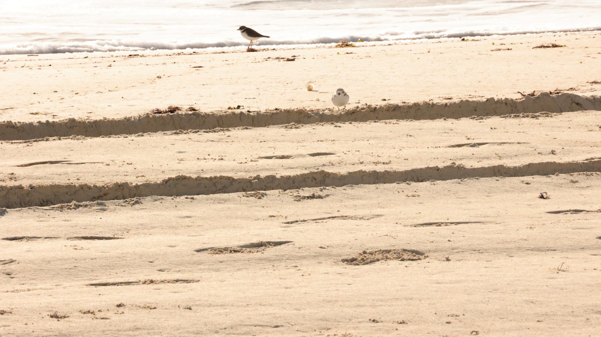 Snowy Plover - ML644422029