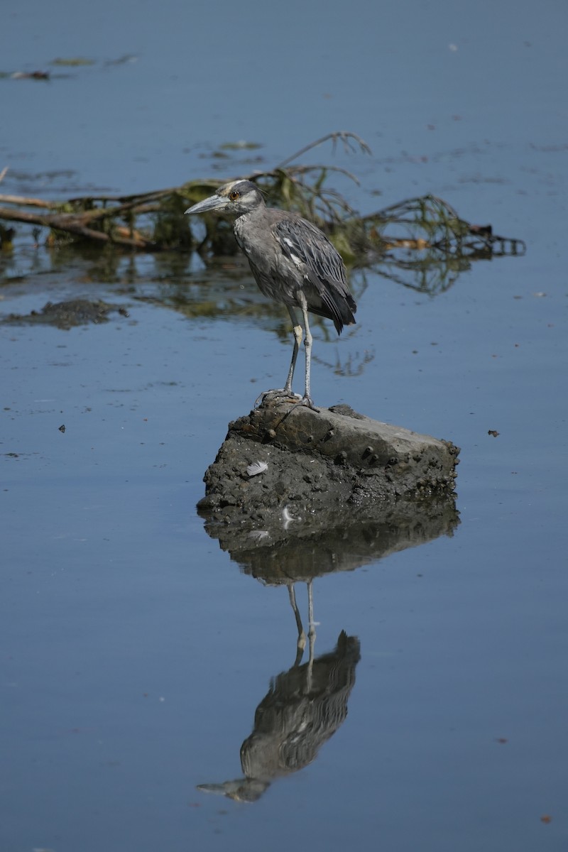 אנפת לילה צהובת-כיפה - ML644422030