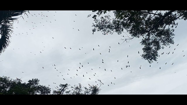 Turkey Vulture - ML644422031