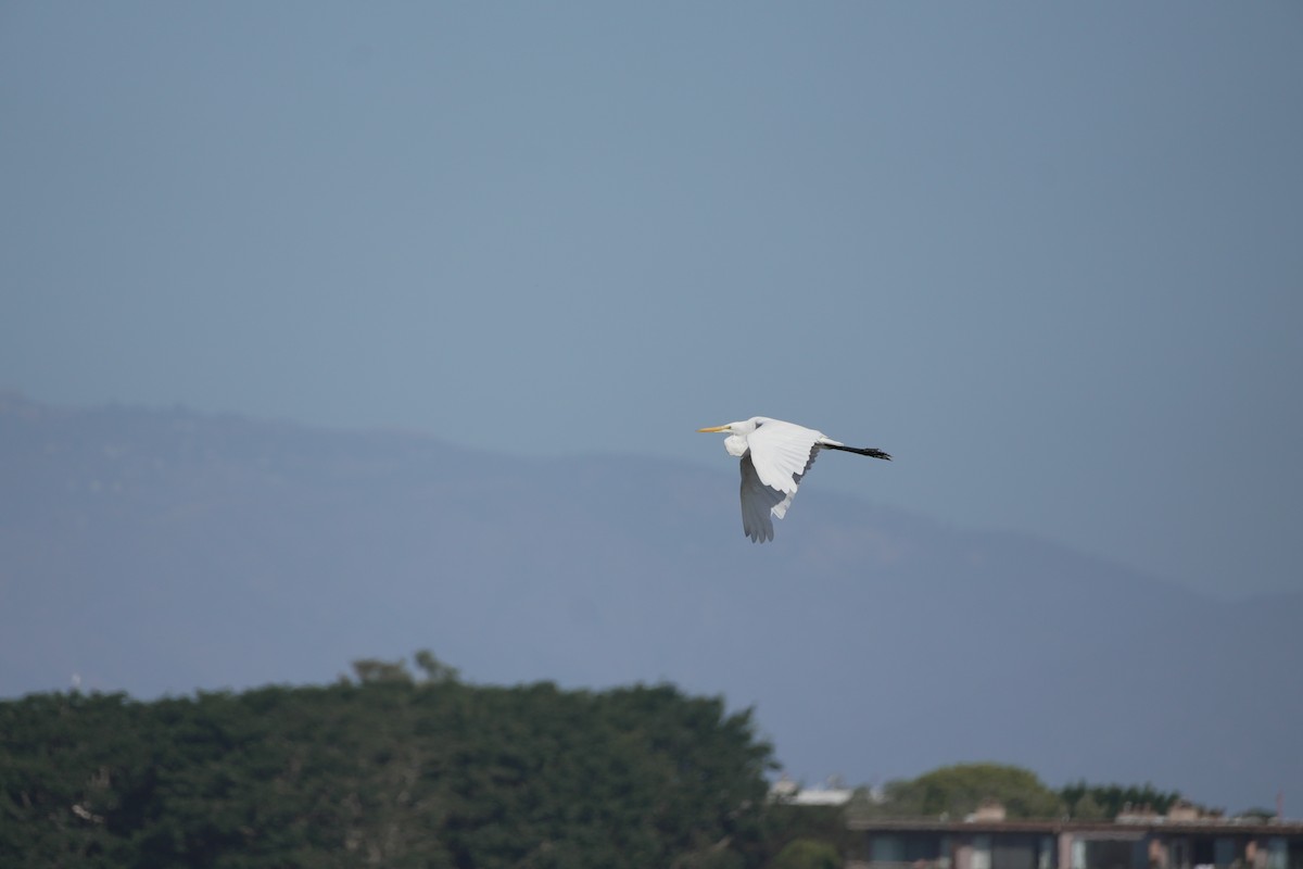 ユキコサギ - ML644422036