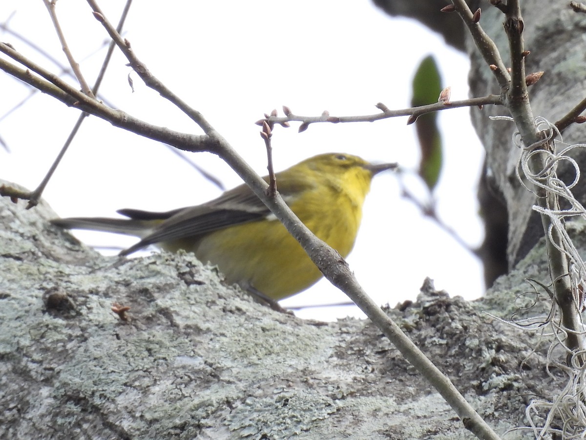 Pine Warbler - ML644422040