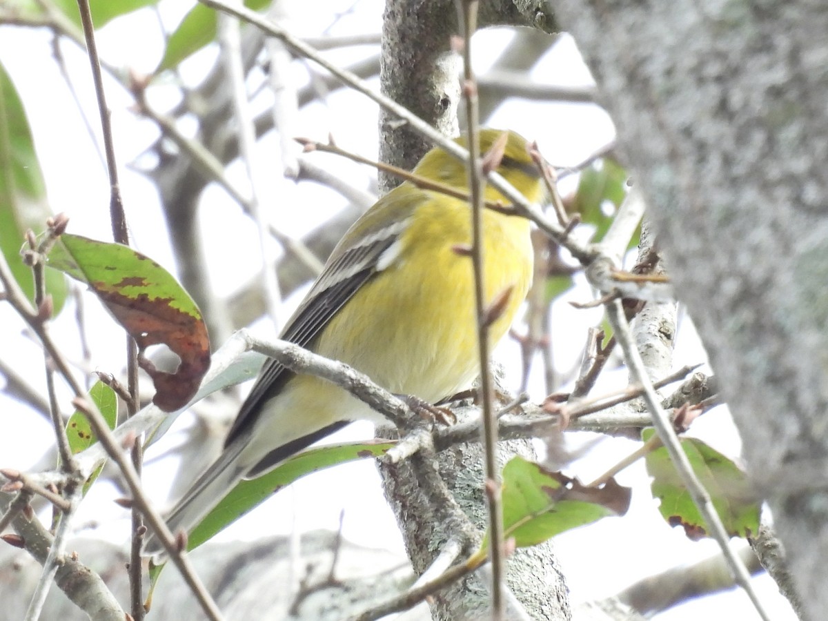 Pine Warbler - ML644422041