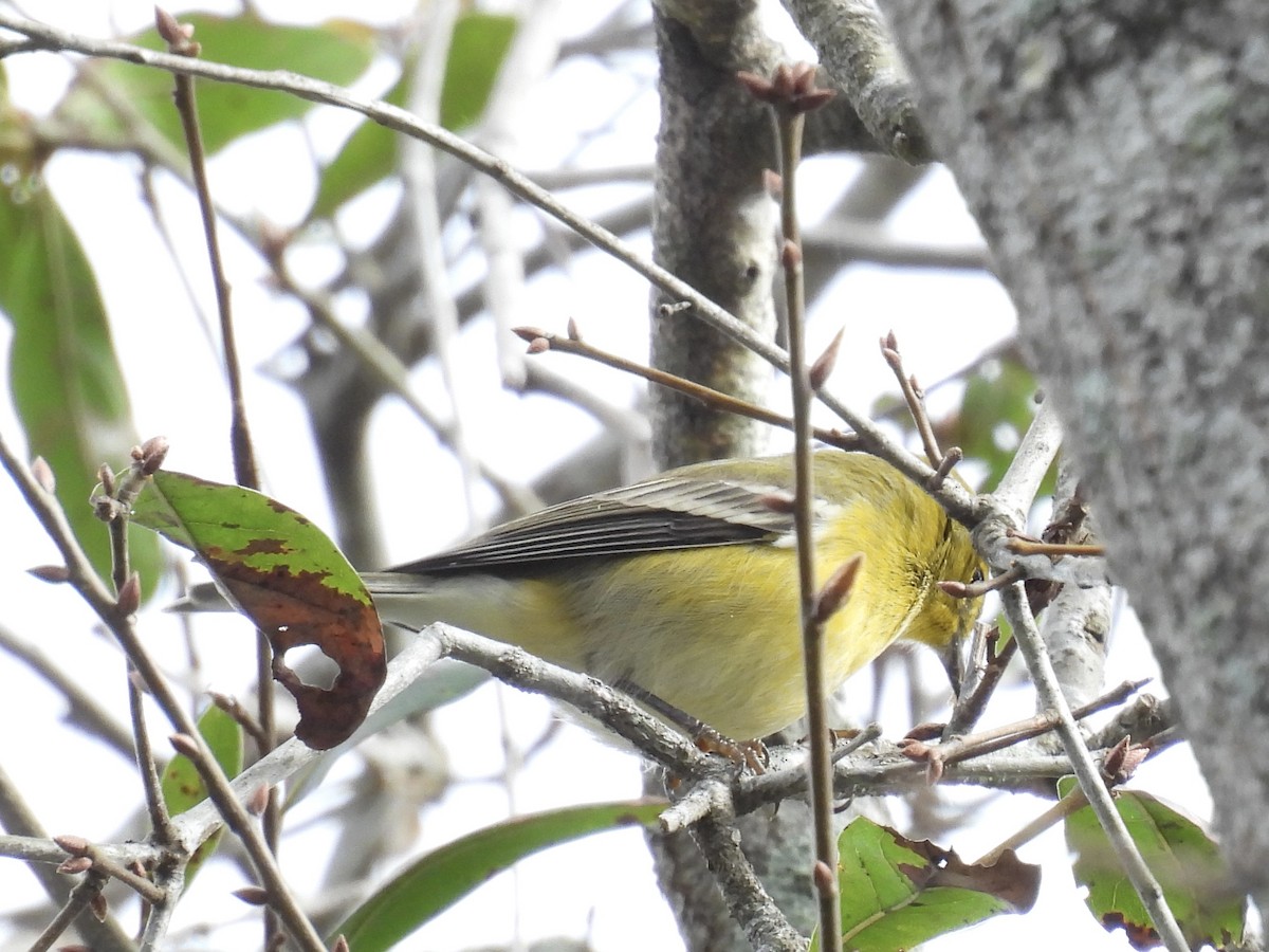 Pine Warbler - ML644422042