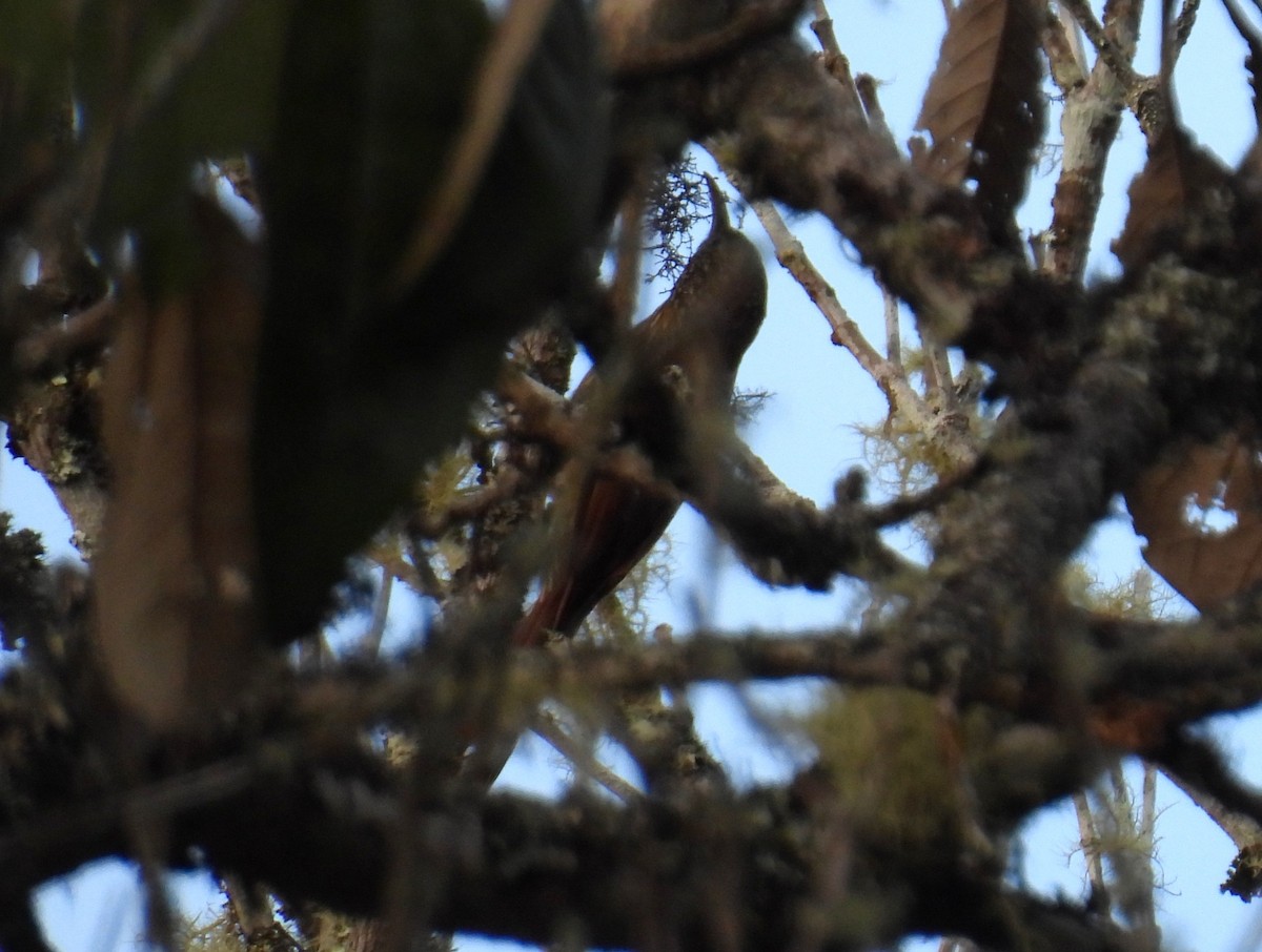 Дереволаз гірський - ML644422047