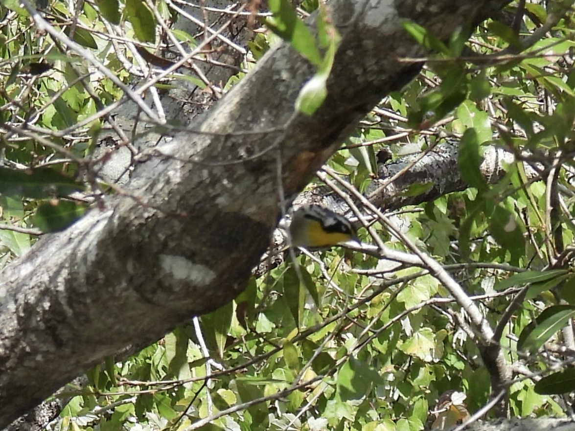 Yellow-throated Warbler - ML644422048