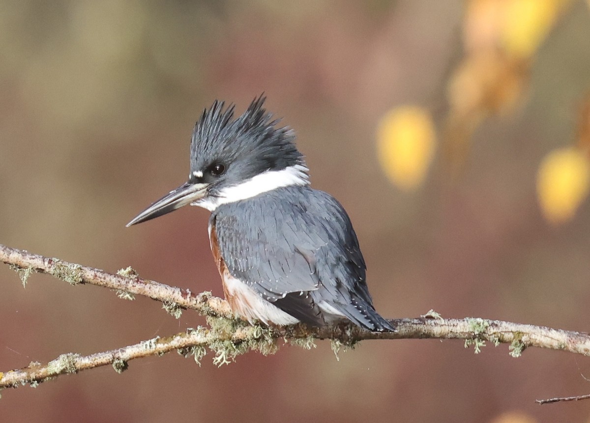 Belted Kingfisher - ML644422050