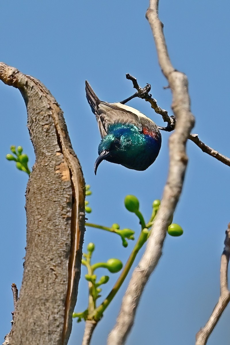 sovimangasolfugl - ML644422055