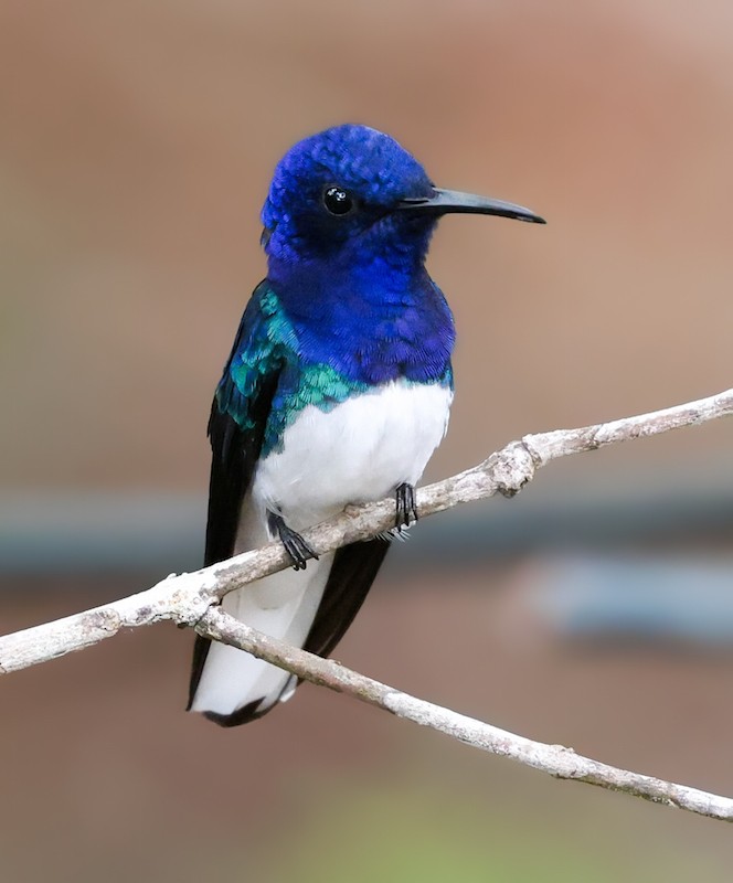 kolibřík bělokrký - ML644422062