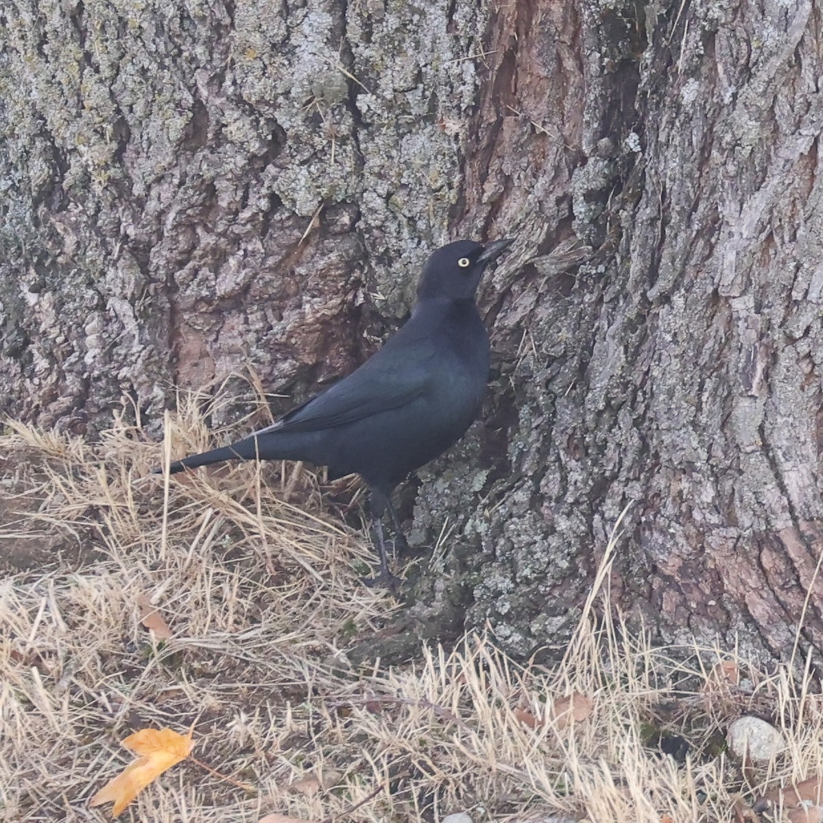 Brewer's Blackbird - ML644422064