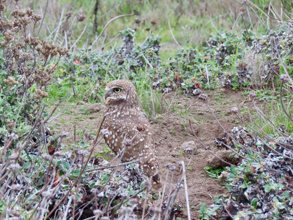 Burrowing Owl - ML644422072