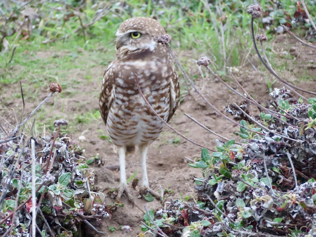 Burrowing Owl - ML644422073