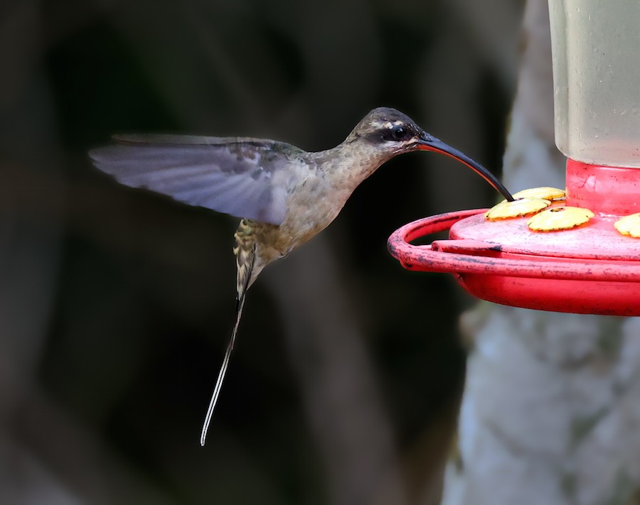 Great-billed Hermit (Amazonian) - ML644422079