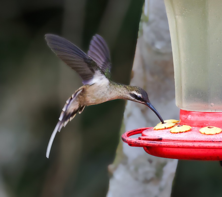 Great-billed Hermit (Amazonian) - ML644422080