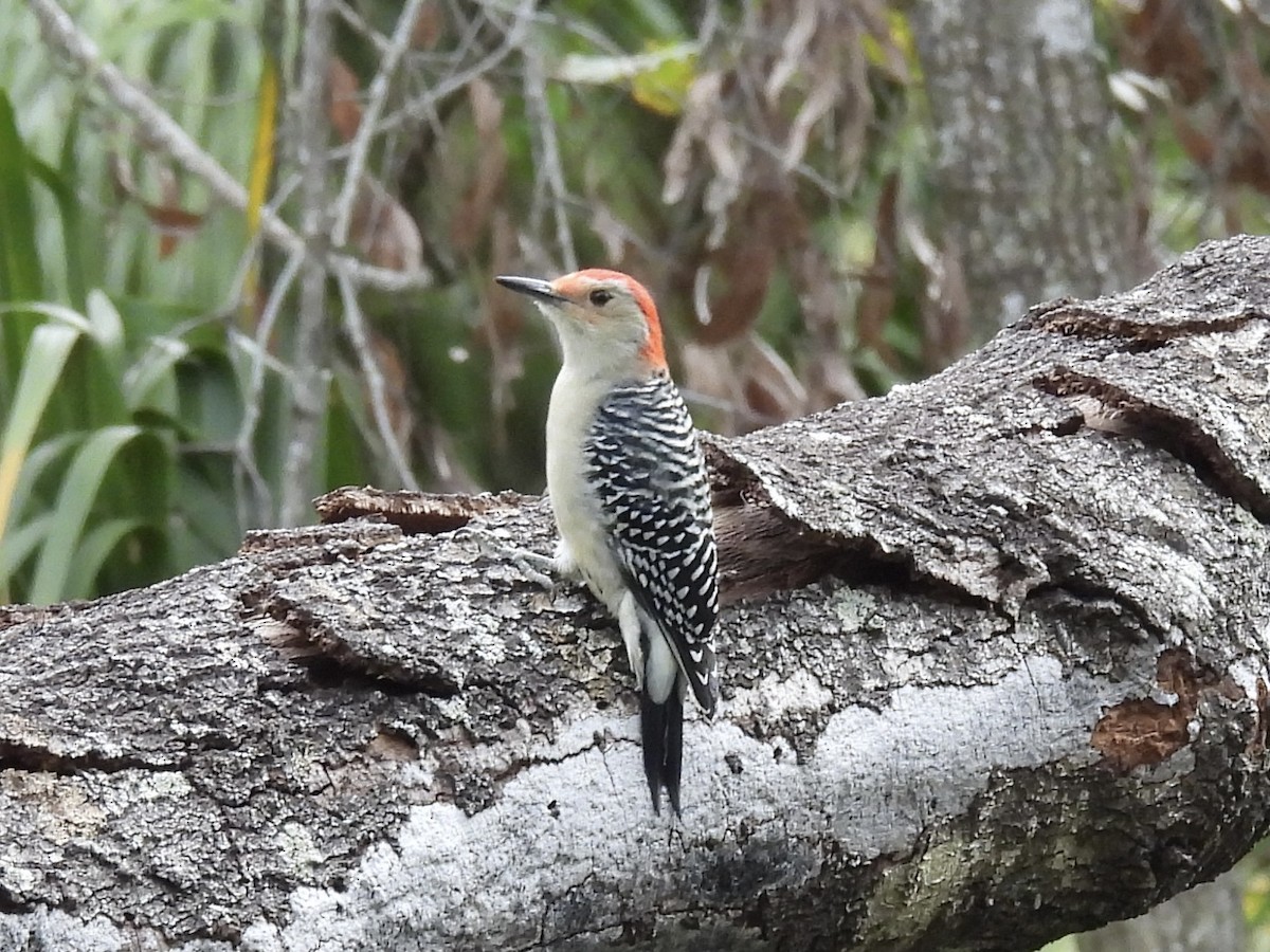 Red-bellied Woodpecker - ML644422082