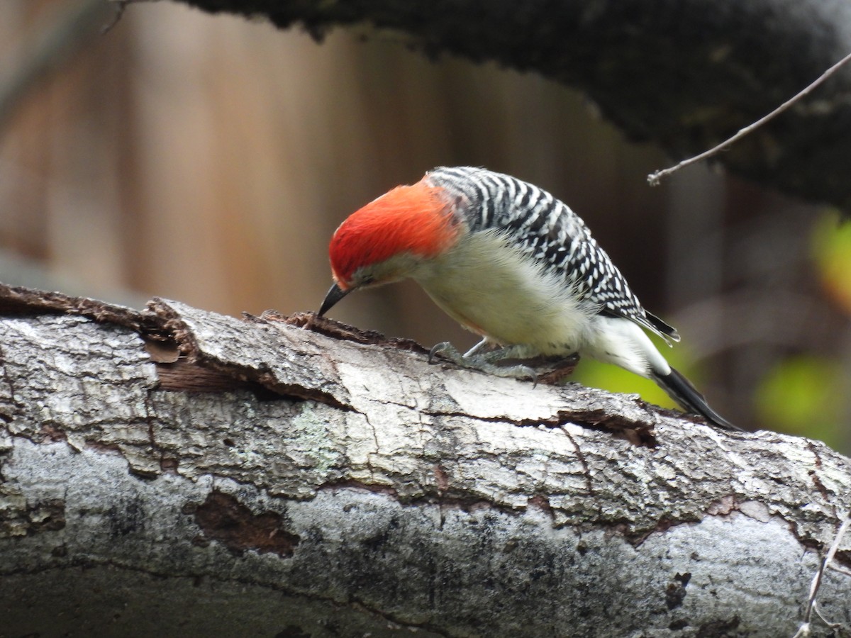 Red-bellied Woodpecker - ML644422083