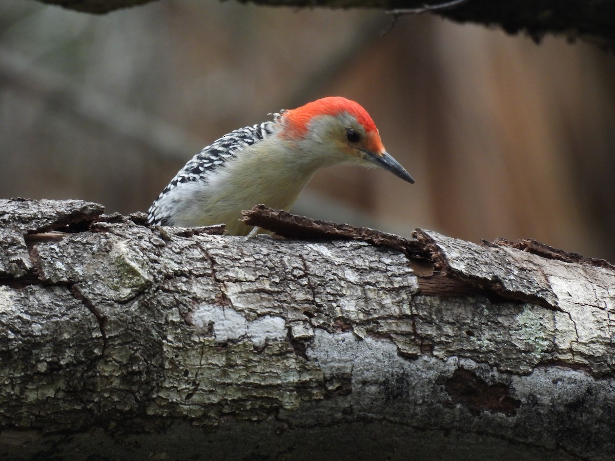 Red-bellied Woodpecker - ML644422084