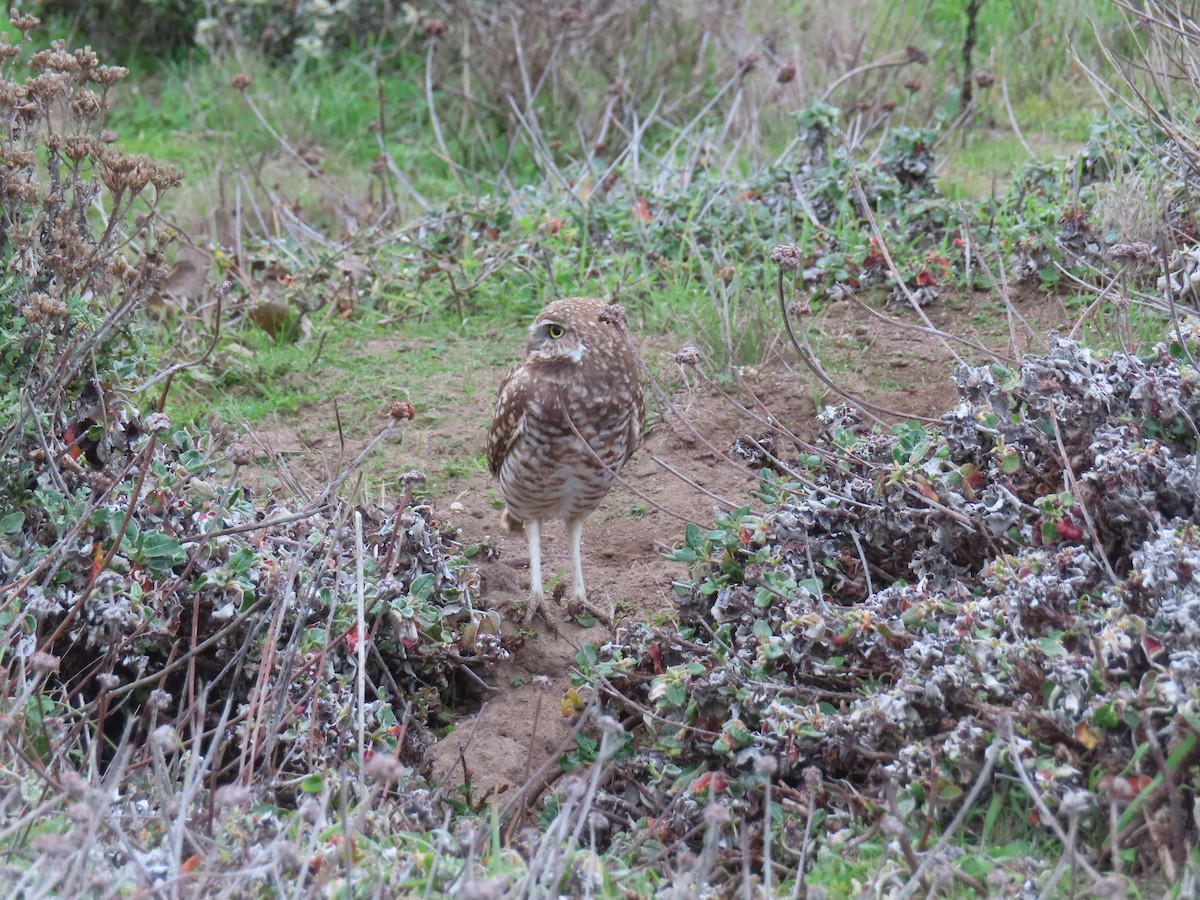 Burrowing Owl - ML644422088