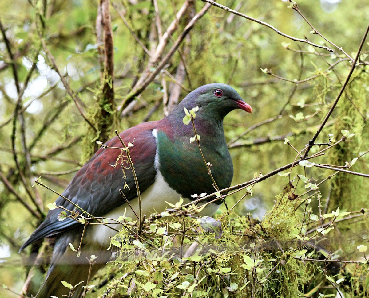 New Zealand Pigeon - ML644422098